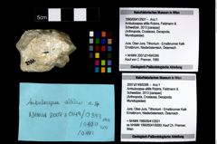 Foto (Objekt + Etikett) von Ambulocapsa altilis (Robins, Feldmann & Schweitzer, 2013)  (NHMW-GEO-1990-0041-2931)